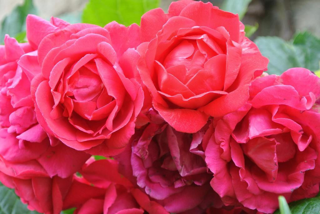 Domaine La Rose Bed & Breakfast Caylus Rom bilde